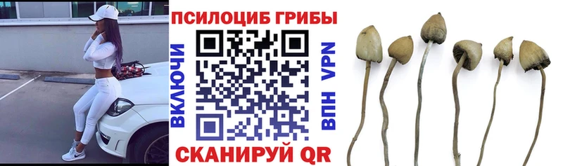 Псилоцибиновые грибы GOLDEN TEACHER  Купить  Всеволожск 